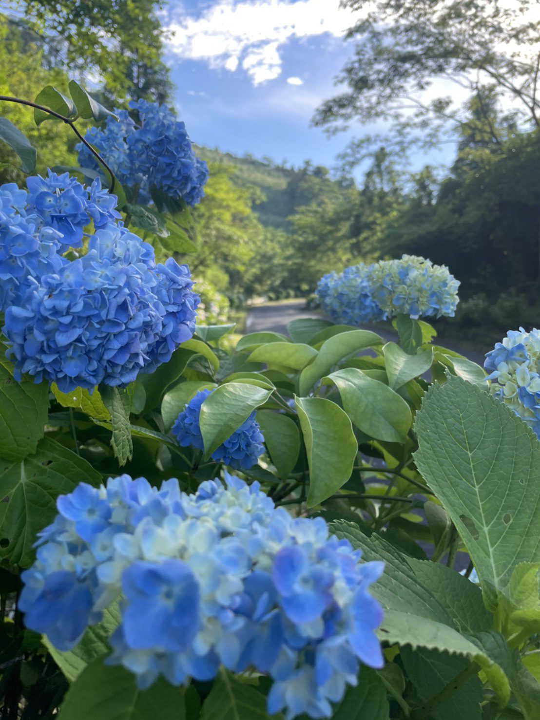 あじさいロード 酒谷 観光にちなんの旅 日南市観光協会