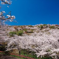 花立公園