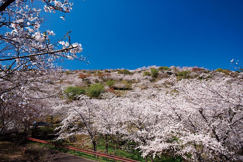 花立公園