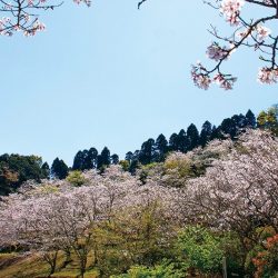 竹香園